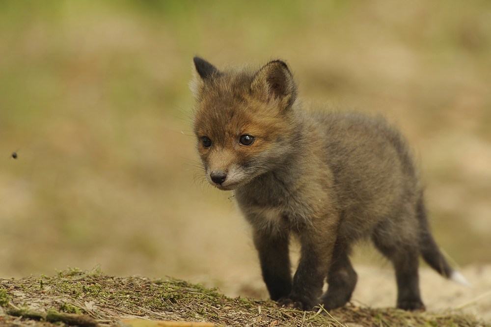 Kleiner Brummer-Jäger