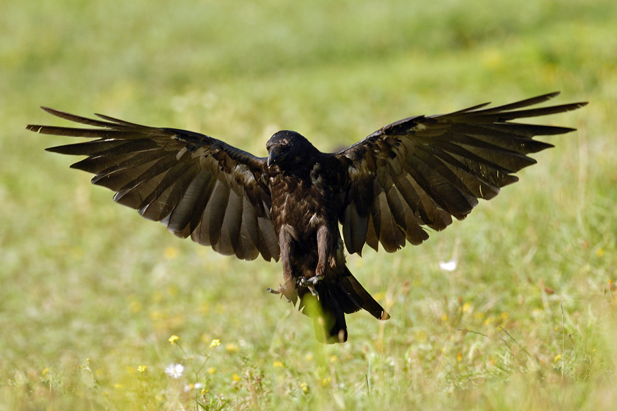 In der Abendsonne...