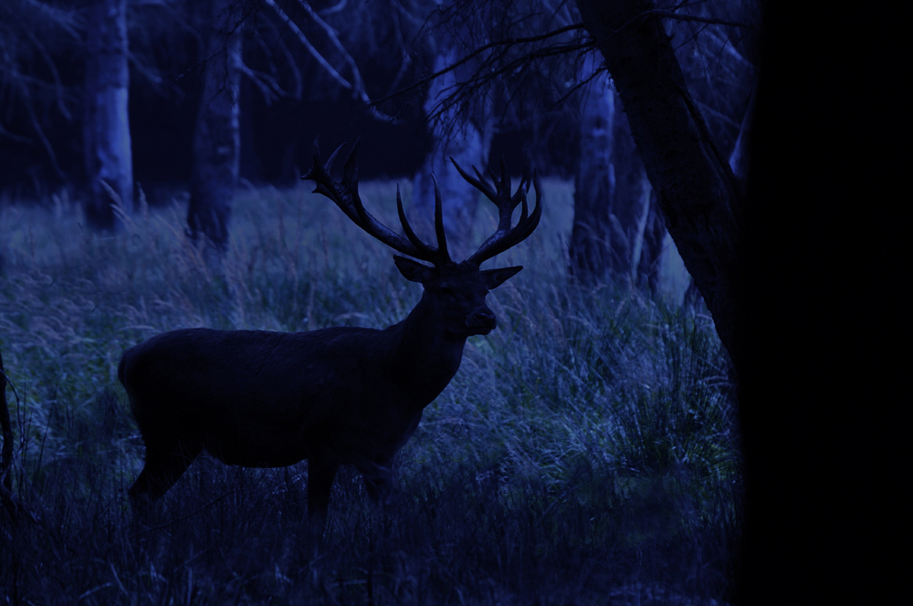 "Der Feisthirsch ist ein Nachtgespenst, das Du nur ahnst und niemals kennst."....