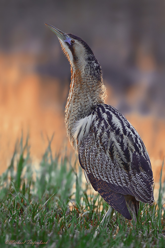 Rohrdommel im Sonnenuntergang
