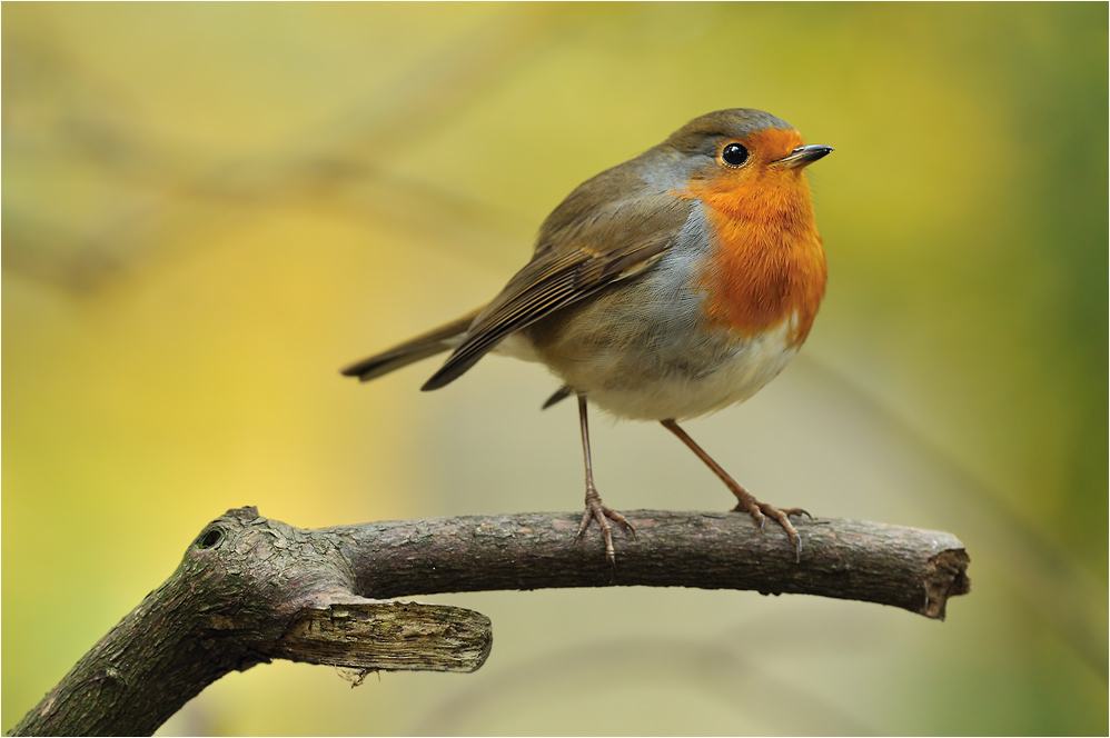 Rotkehlchen
