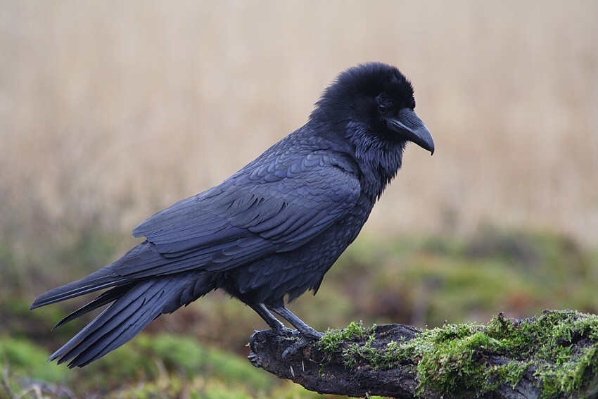 Kolkrabe, neuer Versuch ND