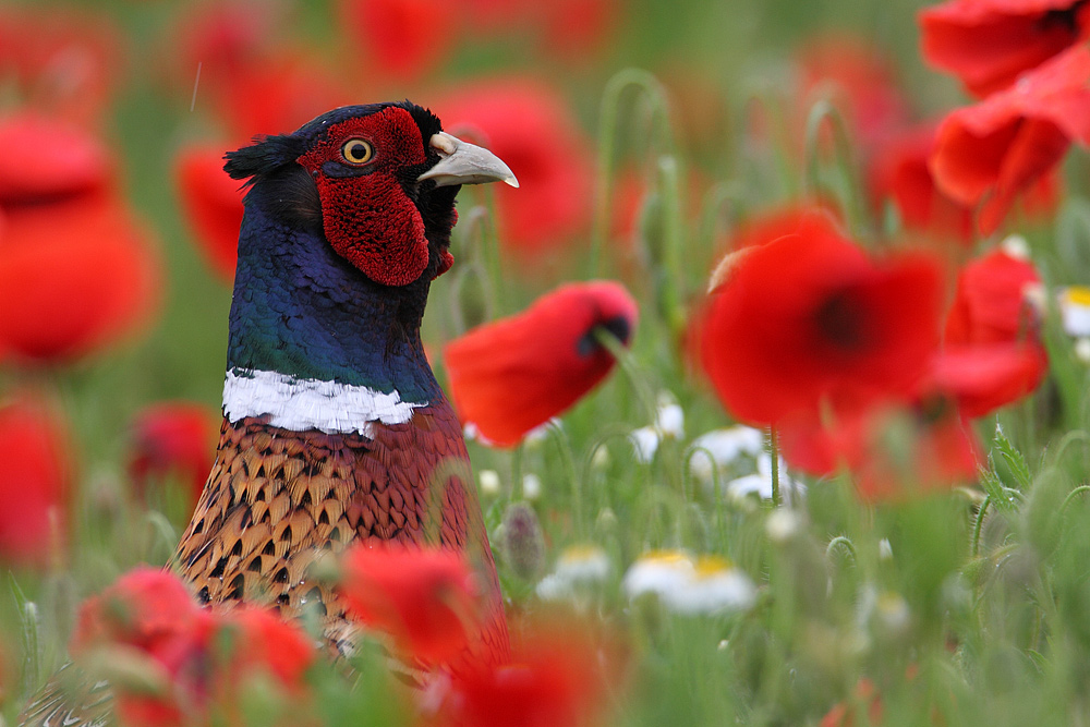 Ein Fasan sieht rot 2