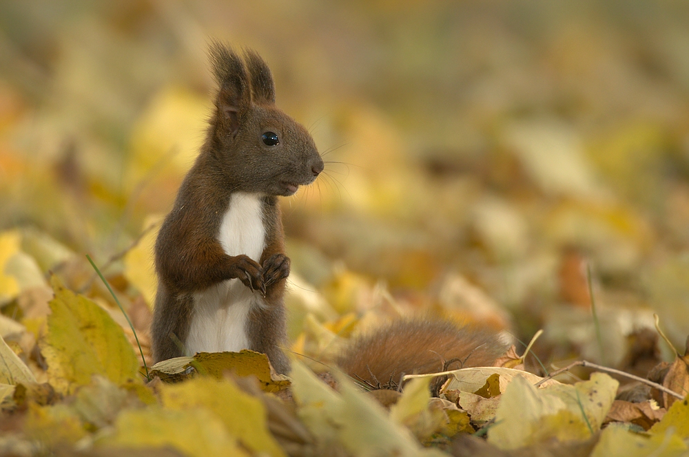 Eichhörnchen- Porträt!