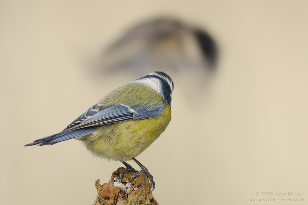 Schon wieder die,...