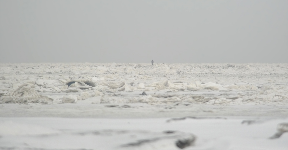 Seeadler im Wattenmeer