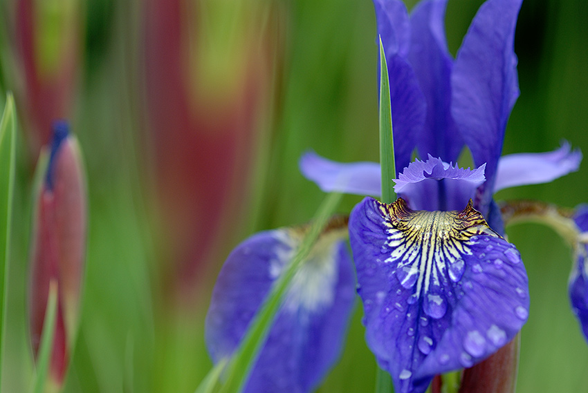 Sibirische Schwertlilie           ND