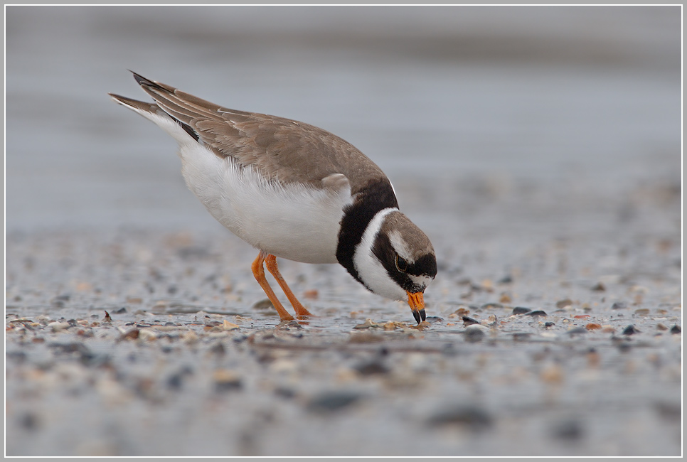 Sandregenpfeifer (Charadrius hiaticula)