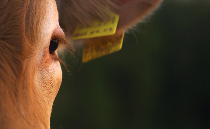 the sun in his eye ... - the bull