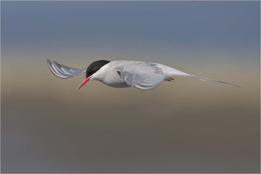 Küstenseeschwalbe ND