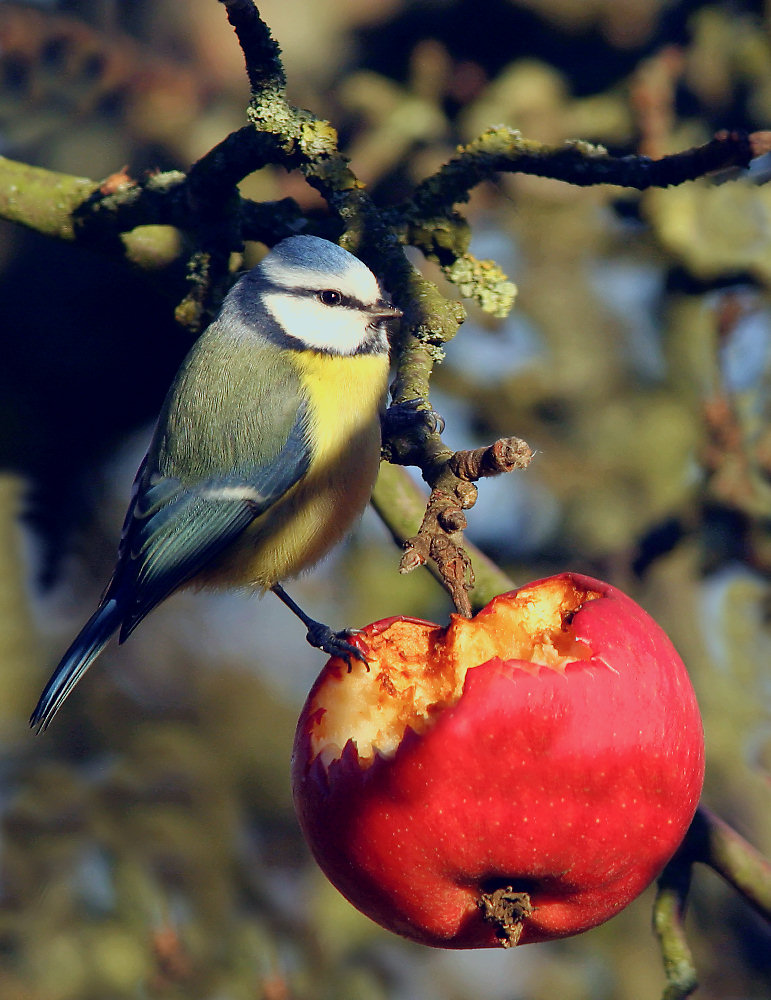 Blaumeise an einem Apfel