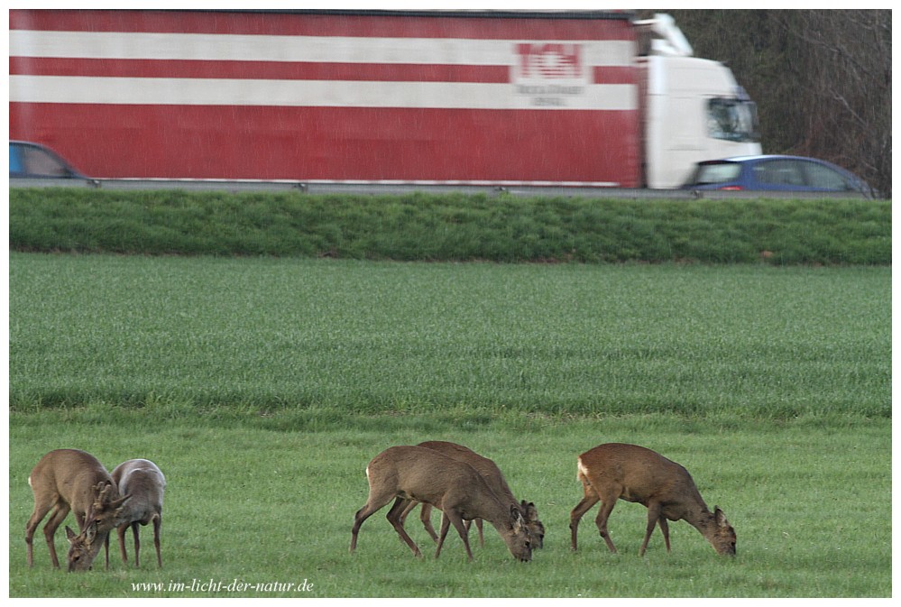 Autobahn-Rehe