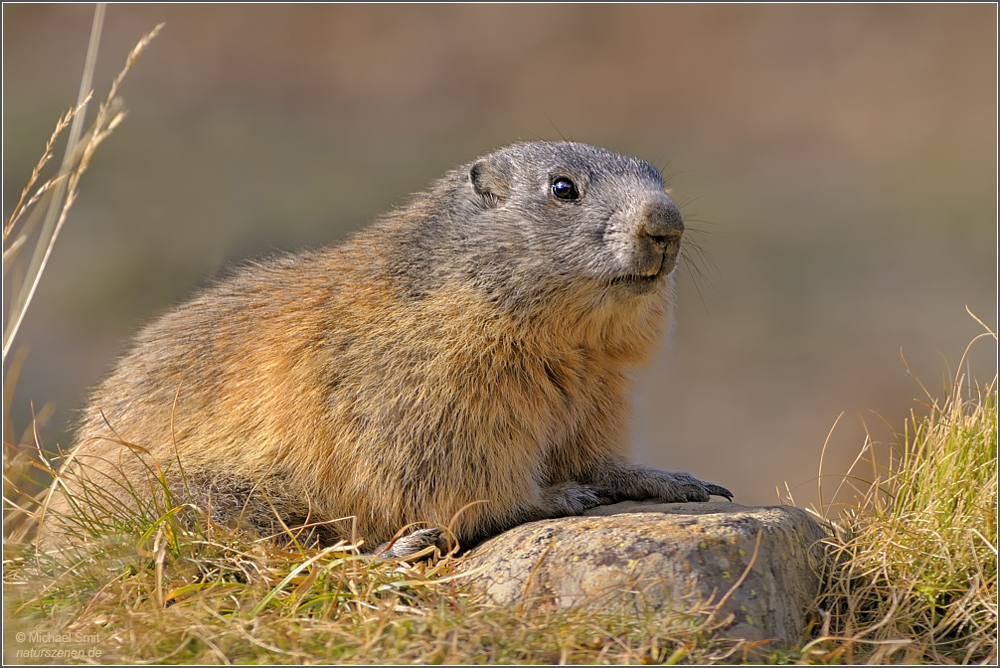 Alpenmurmeltier ( Marmota marmota )