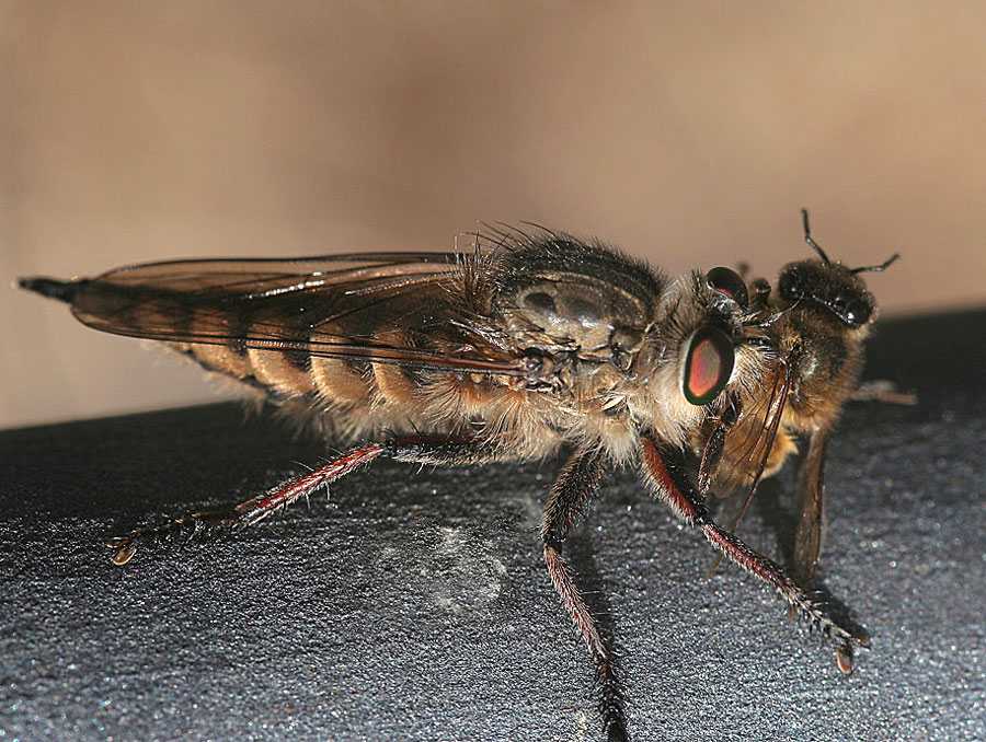 Raubfliege mit Opfer ND