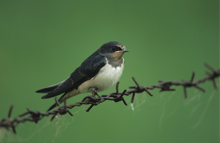 Rauchschwalbe juv. ND