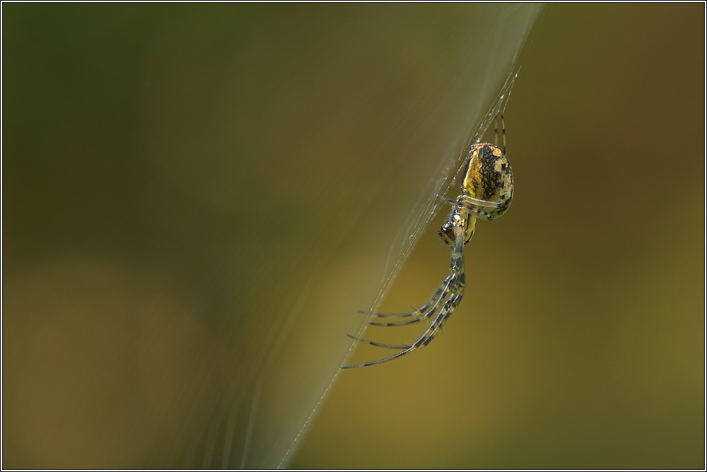 Herbstspinne (Metellina sp.) ND