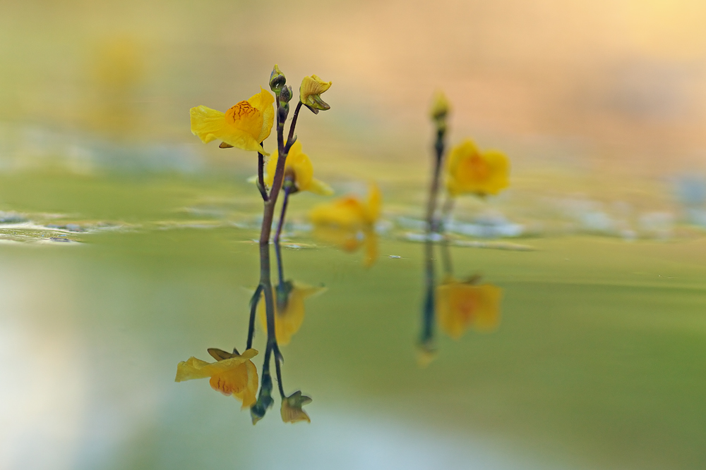 Utricularia australis