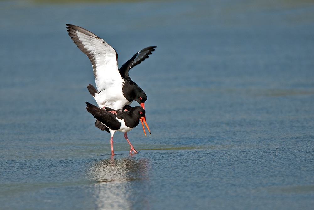 Liebe unter Austernfischern
