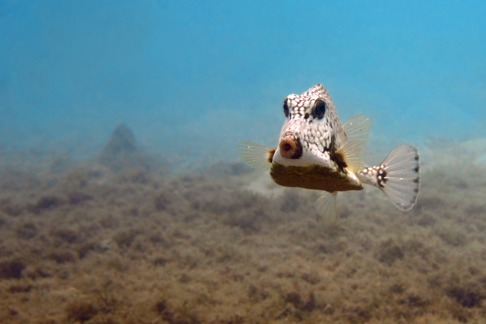 eine bizarre Gestalt