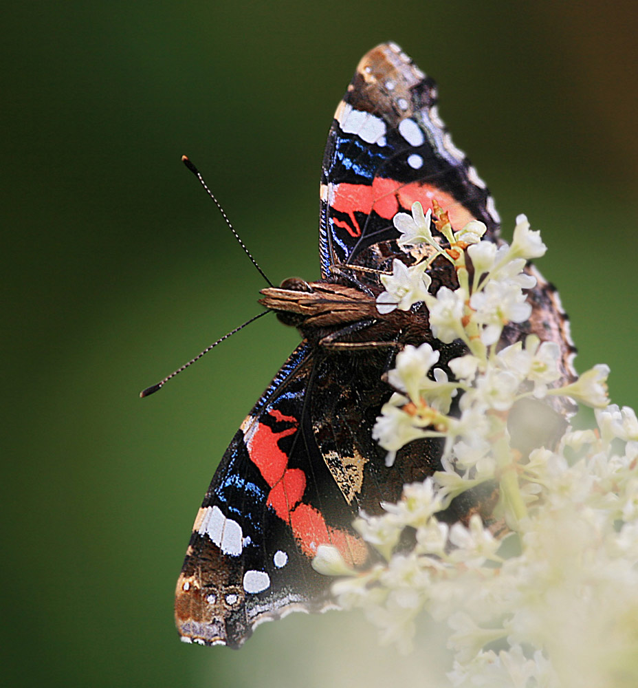 Der Admiral tankt_EBV