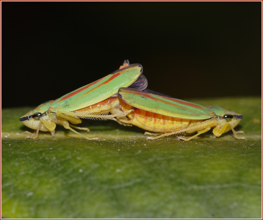 Kopula der  Rhododendron -Zikade(ND)