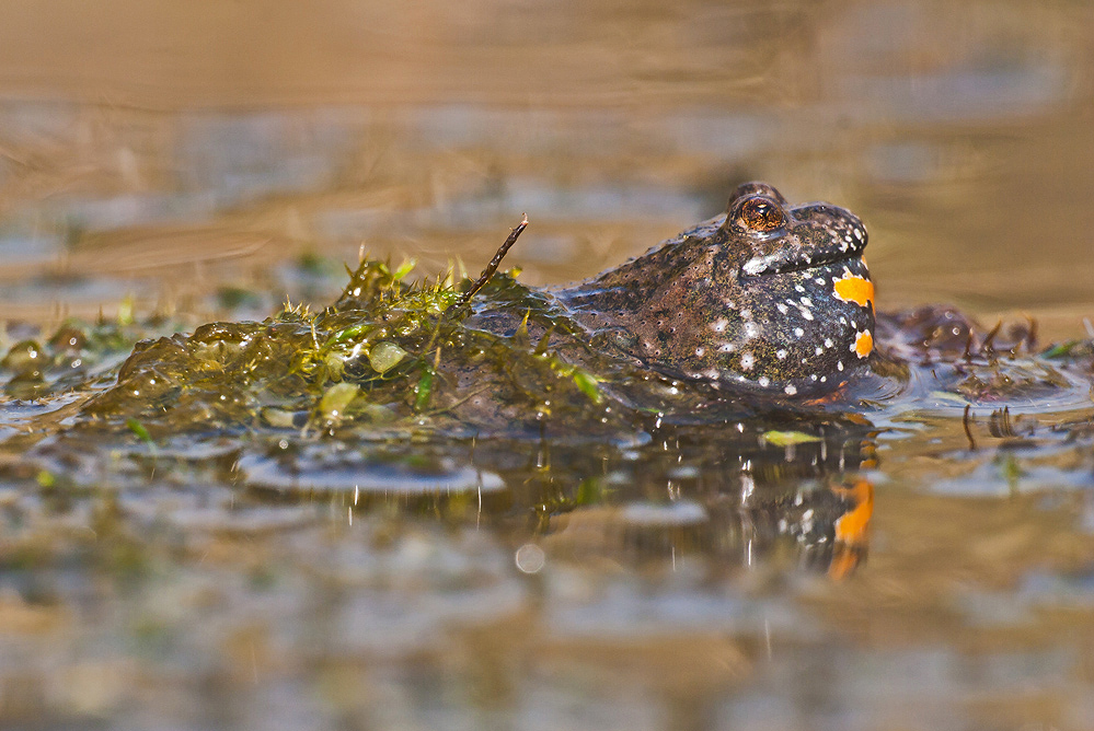 Gut bedeckt, gut versteckt...