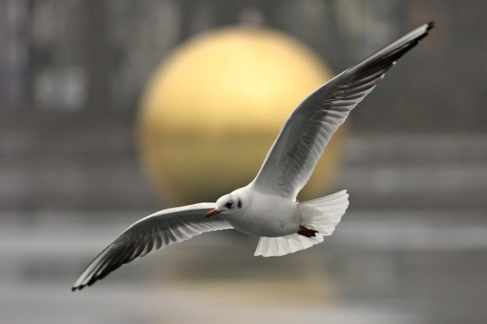 Lachmöwe vor goldener  Kugel