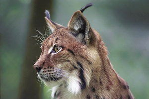 Luchs ZO