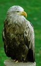 Seeadler   ZO