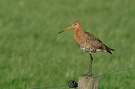 Uferschnepfe - Limosa limosa