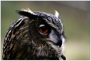 Vogel des Jahres 2005