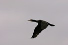 Kormoran im Flug [ND]