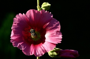 eine perfekte Symbiose