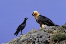 Bartgeier und Erzrabe (Thick-billed Raven)