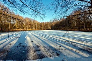 Waldteich im Vorfrühling