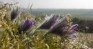 Pulsatilla