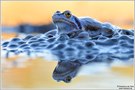 Moorfrosch (Rana arvalis)
