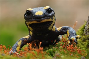 Feuersalamander