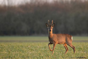 Halt und Stillgestanden!