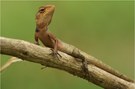 Oriental Garden Lizard