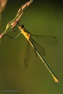 Gemeine Binsenjungfer - Lestes sponsa
