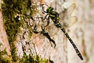 Zweigestreifte Quelljungfer [ND]