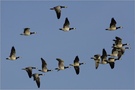 Weißwangengänse als Wintergäste  ND