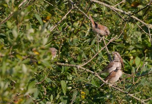 Neuntöters Vorschulkinder.....