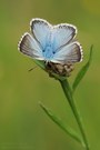 Silbergrüner Bläuling