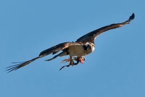 Fischadler im Yellowstone