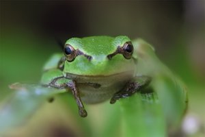 ... und noch ein 'komischer' Laubfrosch