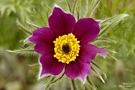 Kuhschelle - Pulsatilla vulgaris