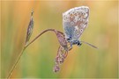 Ein Bläuling am Morgen