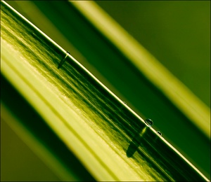 tropfen - schatten - reflexionen